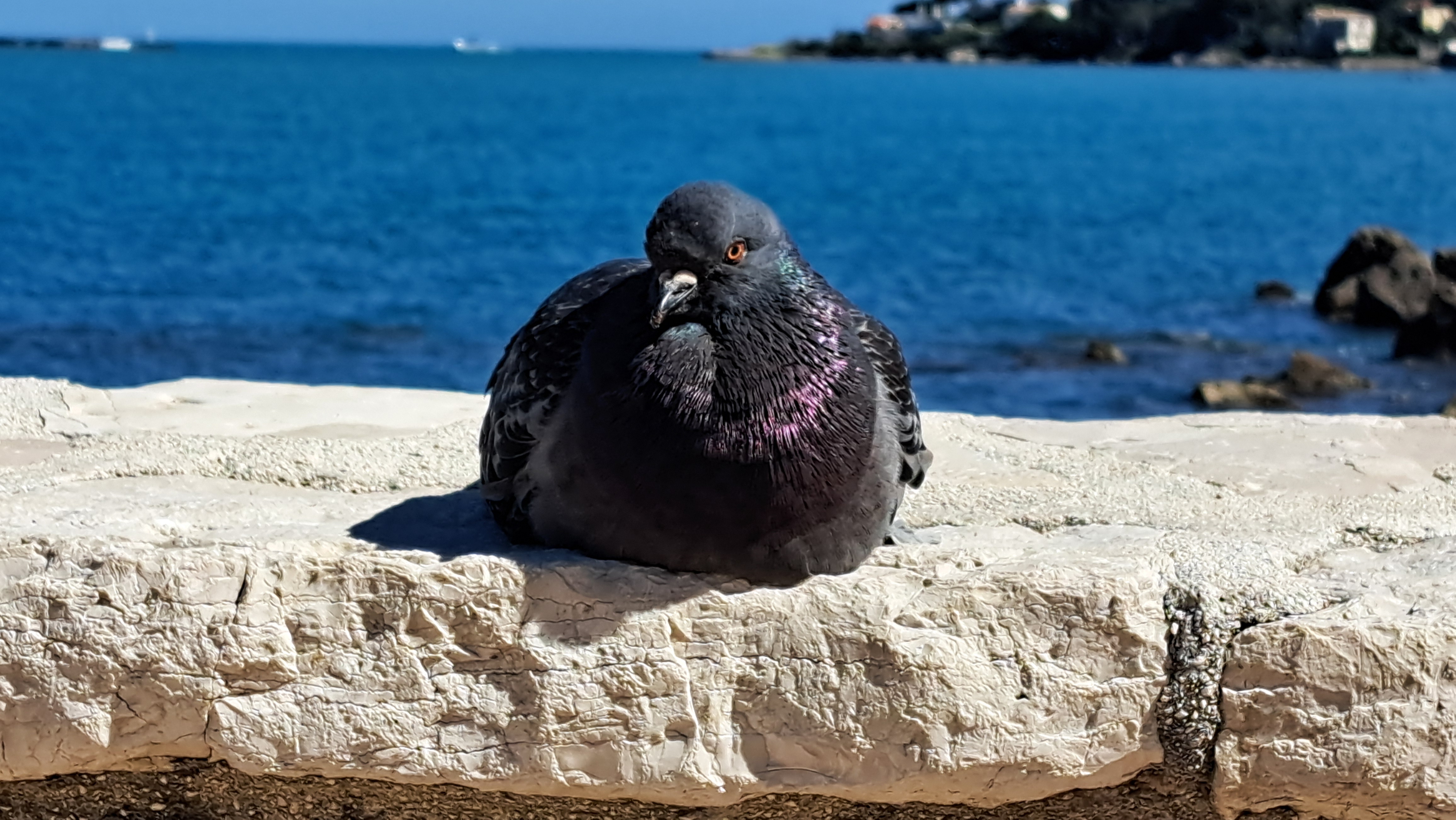 Pigeon