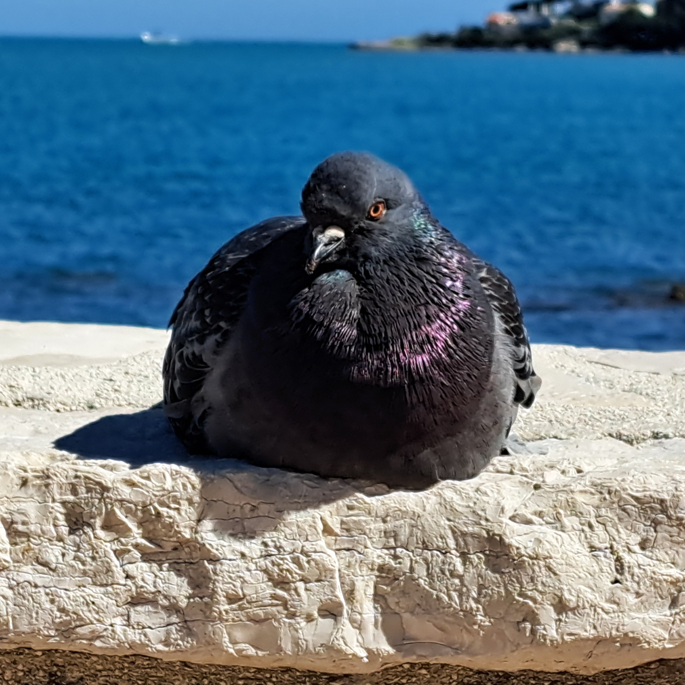 Pigeon